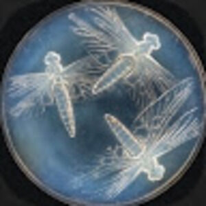 Meet your Posher, Tiyonah